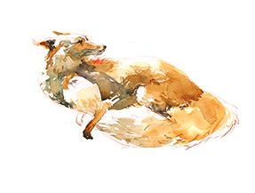How to paint fox watercolor