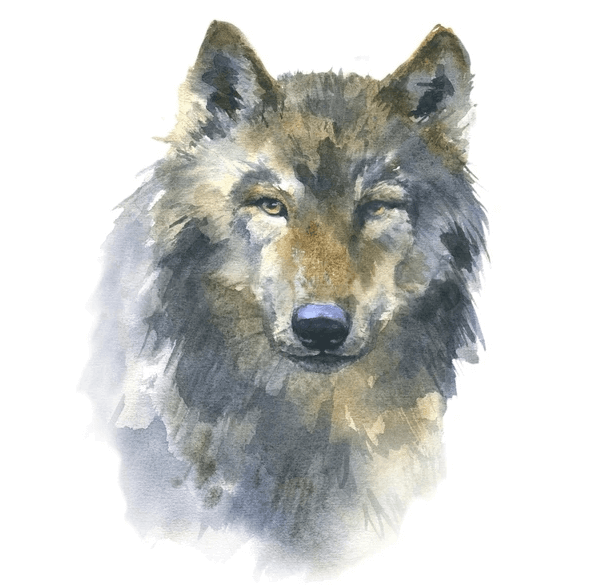 How to Paint a Wolf with Watercolor